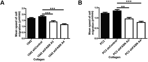 Figure 2. FASN depleted cells exhibit reduced migration speed on collagen
