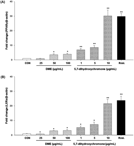 Fig. 4. Effects of DME and 5,7-dihydroxychromone on mRNA expressions of (A) PPARγ and (B) LXRα.Notes: Cells were treated with DME (25, 50, and 100 μg/mL) or 5,7-dihydroxychromone (1, 5, and 10 μg/mL), and total RNA was extracted. Quantitative real-time PCR was performed to measure mRNA levels of PPARγ and LXRα, respectively. A relative quantitative evaluation of PPARγ and LXRα gene expression levels was performed using the comparative CT method. *p < 0.05, **p < 0.01, compared to control.