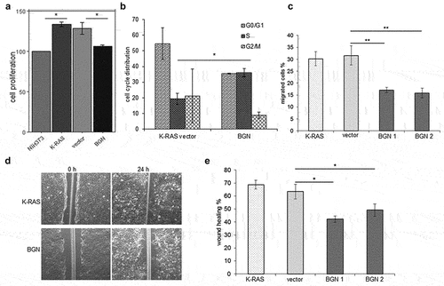 Figure 5. Influence of BGN expression on the growth properties of K-RAS-transformed fibroblasts.