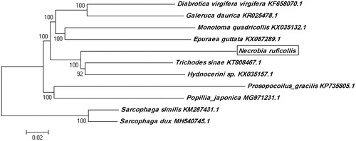 Figure 1. Neighbor-joining tree was constructed using 13 PCGs of N. ruficollis with other 10 species.