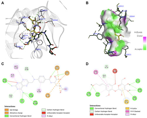 Figure 4 (A) Binding mode of syringin (yellow sticks) and methotrexate (green sticks) on the active site of dihydrofolate reductase (DHFR); (B) 3D docking snapshot with syringin on the surface of DHFR; (C) 2D interaction diagram of the native ligand (methotrexate) with DHFR; (D) 2D interaction diagram of syringin with DHFR.