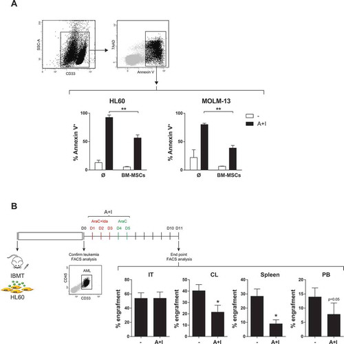 Figure 1. BM microenvironment protects HL60 and MOLM-13 cells from AraC+Idarubicin-based chemotherapy in vitro (A) and in vivo (B). (n = 3). *p < 0.05. **p < 0.01.