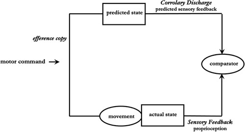 Figure 3. The efference copy model. This computational model proposes that upon motor intention, copies of the efferent motor command are fed back and used centrally in an emulation algorithm, which calculates the predicted somatosensory changes expected as a consequence of the prescribed motor execution. Upon effective execution, peripheral changes at the muscles, the joints and the skin generate an actual proprioceptive feedback, which will (more or less) balance out the predicted sensory feedback in the parietal somatosensory cortex at the level of a so-called “comparator.”