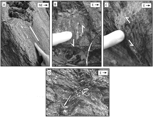 Figure 3. (A) Down-dip stretching lineations highlighted in white, (B) tails on feldspar porphyroclasts, and (C) shear fold at the contact between the Cartoogechaye terrane (ZYc) and the Sandymush Formation (Ys) that indicate top-west thrusting. (D) Sheath folds showing northwest directed thrusting within the migmatite unit of the Cartoogechaye terrane (ZYcm).