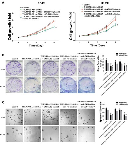 Figure 5 THUMPD3-AS1 regulated cell proliferation and self-renewal by miR-543 and ONECUT2. (A) Individual or combined regulation of ONECUT2 and miR-543 influenced the regulation effect of THUMPD3-AS1 on the cell growth in A549 and H1299 cells. (B) Individual or combined regulation of ONECUT2 and miR-543 influenced the regulation effect of THUMPD3-AS1 on the colony-formation capability in A549 and H1299 cells. (C) Individual or combined regulation of ONECUT2 and miR-543 influenced the regulation effect of THUMPD3-AS1 on the size and number of spheres in A549 and H1299 cells. (*P < 0.05, error bar refers to SD).