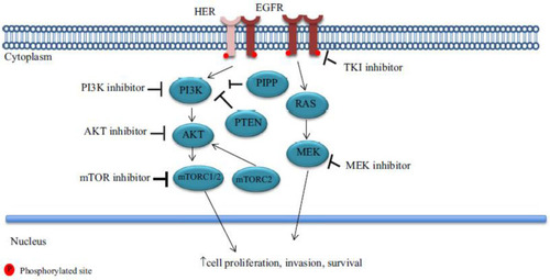 Figure 1 Therapeutic strategies have been developed to target various steps in the PI3K/AKT/mTOR pathway, thereby blocking cell proliferation, growth and survival.