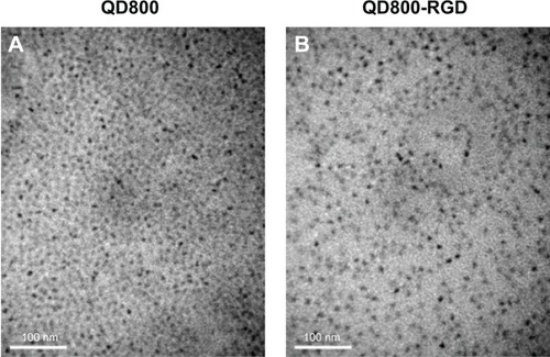 Figure 1 Transmission electron microscopy images of QD800 and QD800-RGD.Notes: (A) QD800 and (B) QD800-RGD show excellent monodispersity. The scale bar represents 100 nm.Abbreviations: QD800, quantum dots with emission wavelength of 800 nm; RGD, arginine–glycine–aspartic acid.