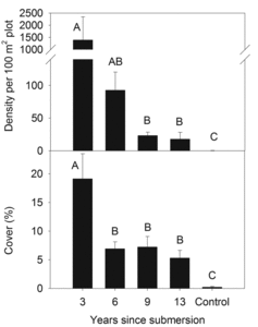 Figure 4 Density (top) and cover (bottom) of live Tamarix ramosissima individuals recorded in sites that were last submerged by Lake Mead in 3, 6, 9, and 13 years before sampling, and never-submerged control plots. Data presented are means across all plots and sites within that age class (n = 30). Bars sharing letters do not differ (P > 0.05). Error bars are 1 SE.