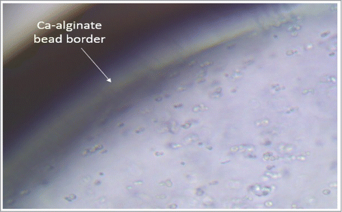 Figure 4. Microscope picture of a ca-alginate bead containing cells of immobilized S. stipites (400x).
