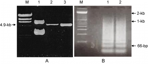 Figure 3. AccI digestion of pGEX-KT/pGEX-Acc and synthesis of multiple direct repeats of the target oligonucleotide. A: pGEX-KT was not digested with AccI (Lane 1), but pGEX-Acc was digested by AccI and resulted in a 4.9 kb linear fragment of DNA (Lanes 2 and 3). B: detection of various ligation products, with some larger than 2-kb.