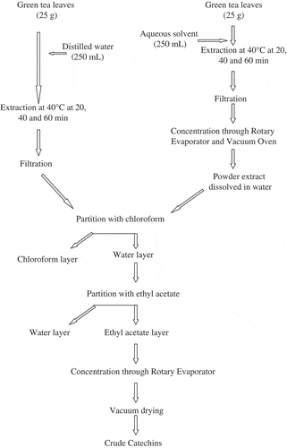 Figure 1  Systematic scheme for extraction of crude catechins.