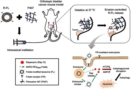 Figure 1 Schematic representation of intravesical instillation of R-FL/P407, followed by gelation in the bladder, erosion-controlled R-FL release, and enhanced absorption via FR-mediated endocytosis.Abbreviations: R-FL, rapamycin-loaded folate-modified liposome; P407, poloxamer 407; DP2KF, distearoylphosphatidylethanolamine-polyethylene glycol2000-folate; FR, folate receptor.