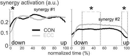 Figure 2. Synergy activation levels. Note that the curves were reversed in time for ECC to roughly match the positions (UP or DOWN) in CON. *: significant difference between CON and ECC (p < 0.001). Data are the average overall subjects.