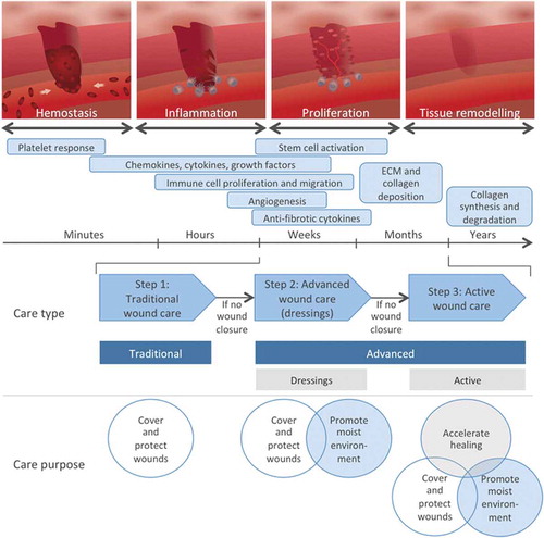 Figure 1. Wound healing occurs in different but overlapping phases involving distinct cells and effector mechanisms that all are required for efficient wound healing. The type and purpose of wound care applied on different time points following wounding are also indicated.