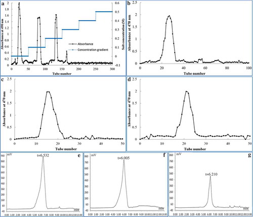 Figure 5. Gel permeation chromatograms and molecular distributions of three APP fractions. The gradient elution curve of purified APP on a Cellulose DEAE-52 column with 0–0.5 M NaCl solution (a); the elution curves of APP-1 (b), APP-2 (c) and APP-3 (d) on a Sephadex G-150 column with distilled water; the average molecular distributions of APP-1 (e), APP-2 (f) and APP-3 (g).Figura 5. Cromatogramas de permeación en gel y distribuciones moleculares de tres fracciones de APP. La curva de elución en gradiente de APP en la columna Celulosa DEAE-52 con solución 0–0,5 M de NaCl (a); Las curvas de elución de APP-1 (b), APP-2 (c) y APP-3 (d) en la columna Sephadex G-150 con agua destilada; Las distribuciones moleculares medias de APP-1 (e), APP-2 (f) y APP-3 (g).