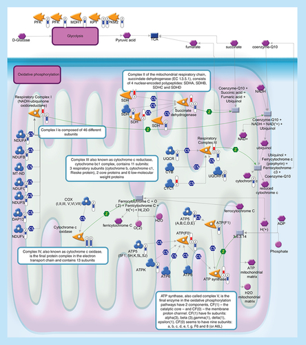 Figure 8.  Mitochondrial dysfunctions and energy metabolism.Glycolysis (upper level) converts glucose into pyruvate. During oxidative phosphorylation (lower level) electrons are transferred from electron donors to electron acceptors such as oxygen, in redox reactions. These redox reactions, carried out by five main protein complexes, release energy that is used to form ATP. The energy released by electrons flowing through this electron transport chain is used to transport protons across the inner mitochondrial membrane, in a process called chemiosmosis. This generates potential energy in the form of a pH gradient and an electrical potential across this membrane. Protons flow back across the membrane and down this gradient through ATP synthase, an enzyme that generates ATP from ADP, in a phosphorylation reaction. Thermometers represent expression ratio in motor neuron among following conditions: (SALS1/control) and (SALS2/control). Upward thermometrs have red color and indicate expression ratios less than 1 while downward thermometers have blue color and indicate expression ratio less than 1. Pathway objects and links are described separately in the Supplementary Figure 1.