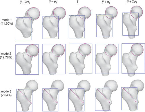 Figure 14. Femoral head atlas: illustration of the shape variation in the first, second and third modes. The first mode encodes 41.50% of the shape variation, while the second and third modes encode 19.78% and 7.64% of the shape variation, respectively. The color shapes highlight the local shape variation.