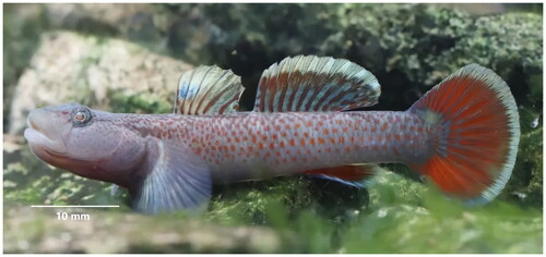 Figure 1. The specimen of Rhinogobius davidi from Cao’e River, Shaoxing, Zhejiang Province, China (Photo by Lin Song).