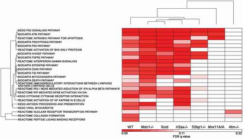 Figure 5. Gene Set Enrichment Analysis Pathways that met a FDR q-value cutoff of q ≤ 0.1 in WT cells: comparison of WT response to the remaining 6 genotypes. The GSEA Pathway FDR q-values generated for each genotype were compared for the 24 up-regulated pathways that were significant in WT cells based on a q-value of ≤ 0.1. The q-values of each genotype, each based on their own probe set list, were clustered to determine the similarities and differences between the 7 genotypes based on the WT response to IR.