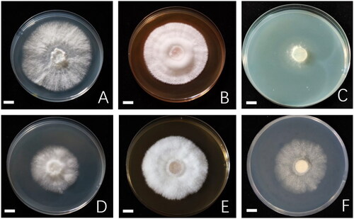 Figure 4. Mycelium growth characteristics of Ganoderma guixiense GXU4317 mycelial cultures were incubated at 28 °C for six days on different agar media. (A) Potato dextrose agar (PDA); (B) yeast extract peptone dextrose agar (YPD); (C) Czapek’s agar (CZA); (D) Martin broth modified (MBM); (E) Malt extract agar (MEA); (F) beef extract peptone medium (YMA). Scale bars: 1 cm. Photos by: Qiu-Lu Wei.