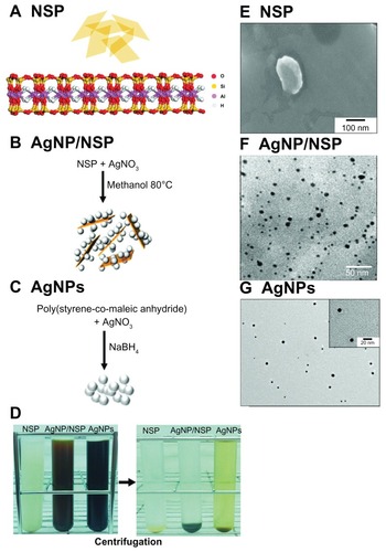 Figure 1 The characteristics of the nanoscale silicate platelet (NSP), silver nanoparticle (AgNP)/NSP, and AgNPs. (A–C) The molecular structure of NSP produced by ChemDraw is illustrated (A). The shapes and fabrication procedures of NSP (A), AgNP/NSP (B), and AgNPs (C) are illustrated. (D) The synthesized nanomaterials were precipitated by the centrifugation at 140,000 × g for 20 hours at 20°C. (E–G) Scanning electronic microscopy pictures of the NSP (E), AgNP/NSP, (F) and AgNPs (G) are presented.