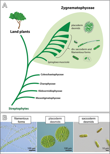 Figure 1. Evolutionary history of the Zygnematophyceae and depiction of the three morphologically defined groups of these algae. (a) Schematic phylogenetic tree of the Streptophyta showing the sister relationship of the Zygnematophyceae and land plants, and the internal diversity of zygnematophytes. Note that the saccoderm desmids plus the filamentous forms (traditionally referred to as “Zygnematales”) are paraphyletic. Most of the internal phylogeny is unresolved except the deepest-branching position of Spirogloea. (b) Three traditional groups of zygnematophytes defined by gross cell morphology: filamentous zygnematophytes (Spirogyra spp.), placoderm desmids (Micrasterias sp.) with isthmus and obvious symmetry, and saccoderm desmids without isthmus and cell wall ornamentations (strain SAG 12.97, for details see main text).