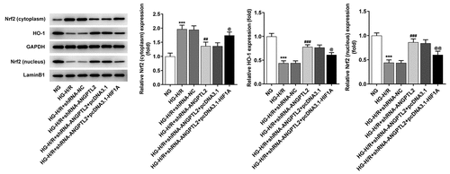 Figure 8. Downregulation of ANGPTL2 activates the Nrf2/HO-1 pathway. The expression of Nrf2 (cytoplasm), HO-1 and Nrf2 (nucleus) in HG-H/R-H9c2 cells transfected with shRNA-ANGPTL2 or/and pcDNA3.1-HIF1A was detected by Western blot. ***P < 0.001 vs. NG group. ##P < 0.01 and ###P < 0.001 vs. HG-H/R group + shRNA-NC group. @P < 0.05 and @@P < 0.01 vs. HG-H/R + shRNA-ANGPTL2 group + pcDNA3.1 group.