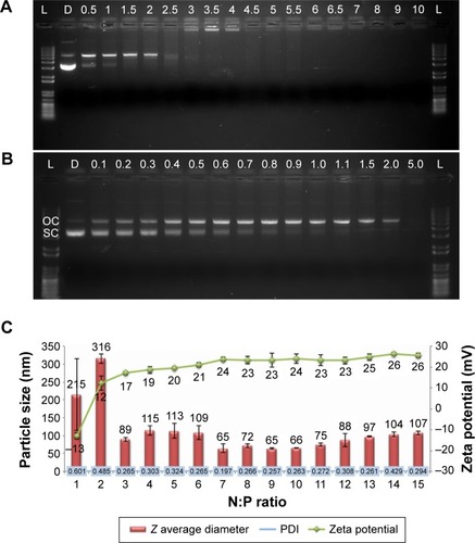 Figure 2 Formulation optimization of RNPs.Notes: (A and B) Gel retardation assay. Numbers denote the N:P ratio. (C) Particle size analysis and zeta potential of RNPs made at different N:P ratios. Error bars show ±SD, n=3.Abbreviations: L, 1 kb plus DNA ladder; N, native pDNA; OC, open circular/relaxed plasmid DNA; SC, supercoiled plasmid DNA; RNPs, RALA nanoparticles; pDNA, plasmid DNA; SD, standard deviation; PDI, polydispersity index.