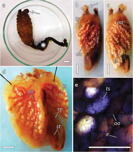 Figure 2. Styela clava. (a) Individual of S. clava with the characteristic leathery and mammillated brown tunic and a long dark brown stalk (asterisk) and the siphons lying close to each other (arrow); (b–c) specimens without tunic showing the gonads; (b) the left side, testicular follicles constituted by small white lobes (ts) separated from the long pinkish female gland (oo), siphons marked with brown stripes (arrow); (c) right side; (d) dissected specimens without branchial sac showing gonads on both sides; (e) magnification of the gonads showing the endocarps (e), testis (ts) and ovaries (oo). Scale bars: 1 cm.