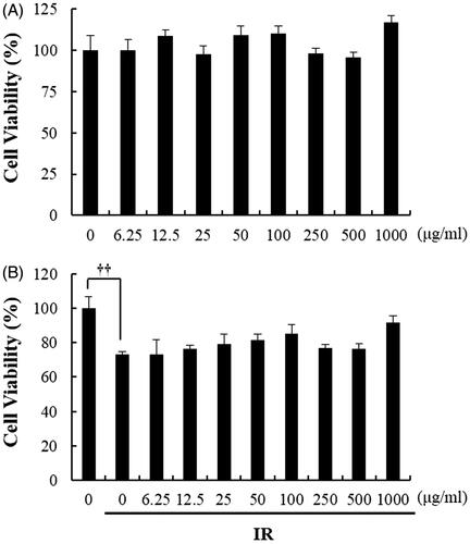 Figure 1. The effect of beetroot on the viability of non-irradiated or irradiated splenocytes. Cell viability of splenocytes treated with beetroot extract at various concentrations (0–1000 μg/mL) and incubated for 72 hours was measured by using the MTT assay. (a) Non-irradiated splenocytes, (b) splenocytes irradiated with 1.5 Gy γ-rays (††p < .01).