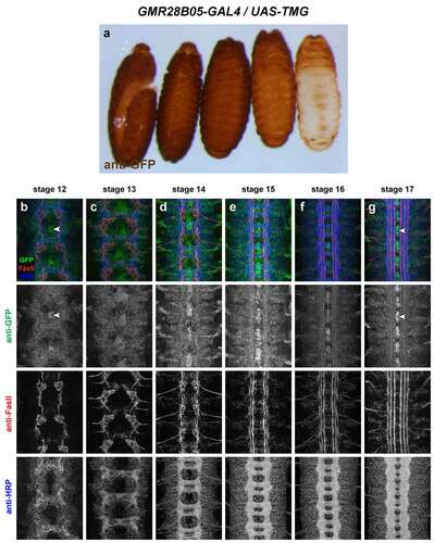 Figure 18. GMR28B05 is expressed broadly in the embryonic ventral nerve cord.