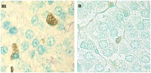 Figure 11. TUNEL positive adrenal cells in high resolution. TUNEL positive adrenal cells in high resolution; (m) zona reticularis of an animal of G2 and (n) adrenal medulla from an animal of G3.