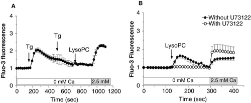 Figure 4. Characterization of calcium mobilization induced by lysoPC. (A) Cells loaded with Fluo-3 were transferred to HBSS without calcium and then calcium depletion of the endolasmic reticulum was achieved by two subsequent additions of thapsigargin (Tg 5 μM). Thereafter, lysoPC (10 μM) were added to the incubation medium. Calcium was added to the incubation buffer to determine calcium influx. (B) Cells loaded with Fluo-3 were transferred to HBSS without calcium and preincubated with 10 μM U73122 for 5 min. Thereafter, lysoPC (10 μM) were added to the incubation medium. Measurements of intracellular calcium were performed with a laser scanning confocal as described in the Material and methods section. Thereafter, calcium was added to the incubation buffer to determine calcium influx. Values are mean ± SEM of three independent experiments with analyses of 7–8 fields per experiment (between 10 and 20 cells per field).
