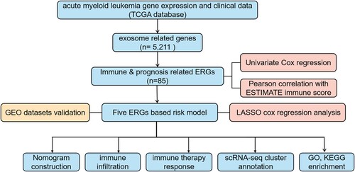 Figure 1. Flow chart. From 5211 ERGs, 85 candidate immune-related genes associated with the prognosis of patients with AML were identified from the TCGA dataset. LASSO analysis was used to construct a 5 immune-ERG-based signature. Survival and ROC curves were calculated to determine the prognostic value of the signature. A final risk model was constructed by combining genetic characteristics and clinical information.