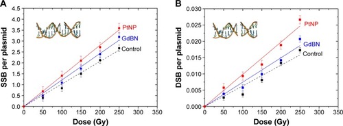 Figure 3 SSBs (A) and DSBs (B) induced by protons at the entrance channel (0.44 keV/μm) in plasmids in the presence of PtNPs (Image) or GdBNs (Image) and in the control (■).Abbreviations: DSB, double-strand break; GdBN, gadolinium-based nanoparticle; PtNP, platinum-based nanoparticle; SSB, single-strand break.