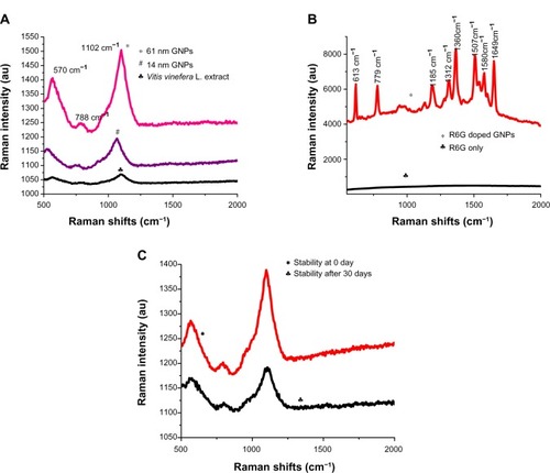 Figure 5 (A–C) Synthesized GNPs function as SERS nanotag. (A) Raman spectra from GNPs of different sizes: black, grape extract; blue, spectrum from 14 ± 1 nm nanoparticles; pink, spectrum from 61 ± 2 nm particles. (B) Raman spectrum of R6G-doped GNPs: red, R6G-doped particles; black, R6G dye alone. (C) Stability of GNPs after long-term storage: black, 0 days; red, 30 days.Abbreviations: GNPs, gold nanoparticles; SERS, surface-enhanced Raman scattering; R6G, rhodamine 6G; au, arbitrary unit.