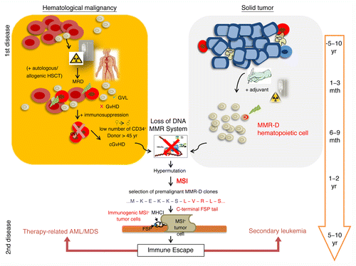 Figure 1. Potential development of mismatch repair-deficient secondary leukemia and therapy-related acute myeloid leukemia/myelodysplastic syndrome. Mismatch repair-deficient (MMR-D) hematopoietic cells are regularly primed and selected for by the therapeutic regimens employed against primary hematological and solid neoplasms. Patients affected by hematological disorders often receive stem cell transplantation in addition to chemo- and radiotherapy. In this setting, most residual leukemic cells (minimal residual disease, MRD) may be eliminated due to the graft-vs.-leukemia (GVL) effect. However, immunosuppression counteracts this process and, especially in cooperation with severe graft-vs.-host-disease (GvHD) reactions, drives the development of MMR-D leukemic clones. The treatment of hematological and solid cancer patients with alkylating agents may induce and select for MMR-D hematopoietic cells that display an intrinsically elevated mutational rate, preferentially affecting MSI target genes. Insertion and deletion mutations result in the production of truncated polypeptides, proteins with altered function as well as highly immunogenic frameshift peptide tails. Hence MSI+ cancer cells suffer from an increased immunological pressure and must acquire escape mechanisms. If successful, these cells will drive the emergence of clinically overt secondary leukemia or therapy-related MSI+ acute myeloid leukemia/myelodysplastic syndrome (AML/MDS).