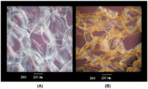Figure 10 Optical microscope image of pure polyurethane foam (A) and Ag-coated polyurethane foam(B)Citation153