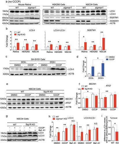 Figure 4. Autophagosome markers are accumulated in SIGMAR1-deficient mouse retinal explants and neuronal cells.(a and b) Western blots and quantification of LC3-II and SQSTM1 in WT and sigmar1 KO mouse retinas, and HEK293 and NSC34 cells. The experiments were performed in the basal condition without CCCP treatment. (c and d) Accumulation of LC3-II in SH-SY5Y cells after DOX-induced SIGMAR1 knockdown and 12-h treatment with vehicle or CCCP. Fold changes were calculated vs the basal condition of WT without CCCP. (e and f) Western blots and quantification of BECN1 and ATG7 in WT and sigmar1 KO NSC34 cells without or with 6-h CCCP treatment. (g-i) LC3-II turnover assay. Cells were treated with CCCP for 12h. Bafilomycin A1 (Baf. A1) was added to DMSO-treated cells 4h before collection. A representative blot of 3 experiments is presented in G. LC3-II turnover is the difference of its protein levels in the presence and absence of Baf. A1. Student's t-test or two-way ANOVA were used; mean ± SD; n = 3; *p < 0.05, **p < 0.01; N.S.: no significance. Triplicate bands correspond to 3 mice or three separate experiments using different dishes of cells. Protein band intensity was normalized to ACTB.