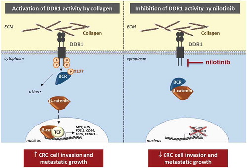Figure 1. Inhibition of DDR1-BCR signaling by nilotinib. Collagens from the extracellular matrix (ECM) microenvironment of colorectal cancer (CRC) cells induce the kinase activity of DDR1 (Discoïdin Domain Receptor tyrosine kinase 1), which phosphorylates its substrate BCR (Breakpoint Cluster Region) on the tyrosine 177 (Y177), subsequently disrupting BCR/β-catenin interaction. This signaling cascade results in an increased β-catenin/TCF (T-Cell Factor) nuclear activity leading to the expression of critical target genes (including MYC, JUN, FOSL1, CD44, LGR5, CCND1) necessary for cell invasion and metastatic development (left panel). Inhibition of DDR1 kinase activity with nilotinib decreases CRC cell invasion and metastasis by reducing this β-catenin pathway (right panel).
