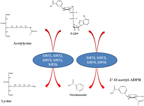 Figure 6. Sirtuin enzymatic activities. Sirtuins display two different NAD+ consuming activities, both of which render NM as a product.