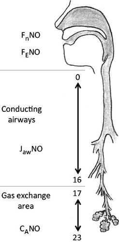 Figure 1. A simplified model of the NO production of the lung. From the gas exchange area (airway generation 23-17) the alveolar nitric oxide (CANO) moves through the conducting airways (generation 16-0) during exhalation. CANO merges with the NO production of the airways (JawNO), and together they are exhaled through the mouth as FENO or through the nose as FnNO.