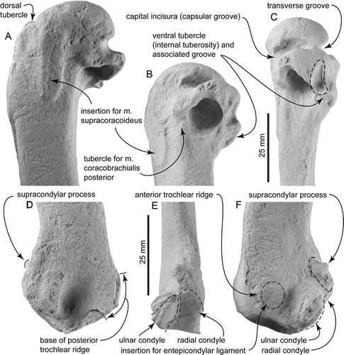 Figure 3  Detailed views of Kaiika maxwelli (holotype, OU 22402); A, dorsal; B, postero-distal; and C, posterior orientations of the proximal end of the humerus; D, dorsal; E, posterior; and F, ventral orientations of the distal end of the humerus. The distal end has been eroded and minimally reconstructed.