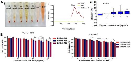 Figure 1 (A) Hemolytic activity of self-assembling peptide RADA16-I evaluated using rabbit red blood cells after 3 h of incubation. (i) Hemolysis of red blood cells in RADA16-I water solution, PBS and pure water; (ii) Full-wavelength scanning of positive control tube H2O and PBS, RADA16-I solutions; (iii) Statistical analysis of hemolysis rate of RADA16-I solutions. (B) Cellular toxicity of RADA16-I. Data were calculated from three independent experiments. #P<0.05, *P<0.01.