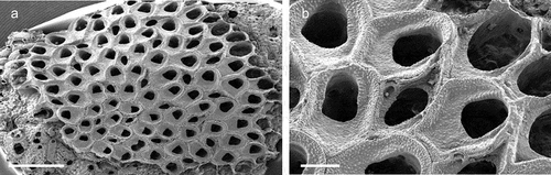 Figure 12. Onychocella marioni. (a) Colony. (b) Zooids with an onychocellarium. Scale: (a) 1 mm; (b) 200 µm.