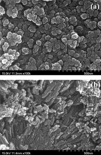 Figure 2. SEM images of catalysts prepared at calcination temperature 350 °C: (a) MnFe-TiO(OH)2; (b) MnFe-TNT(TiO(OH)2).