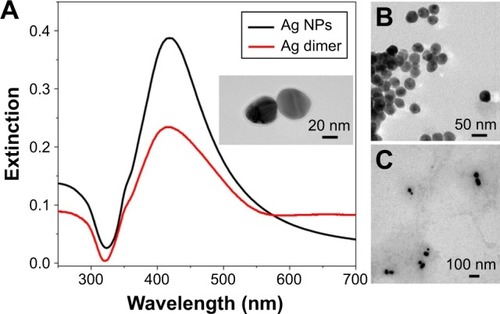 Figure 3 The basic optical characterization obtained by the experiment.Notes: (A) Extinction spectra of Ag NPs. The inset displays the zoom of one Ag dimer nanostructure. (B) TEM of Ag NPs. (C) TEM of Ag NP dimers.Abbreviations: NP, nanoparticle; TE M, transmission electron microscopy.