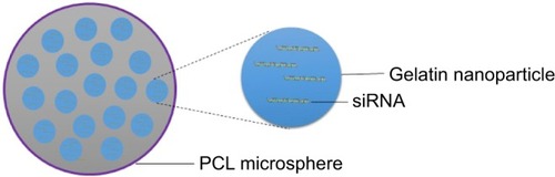 Figure 6 Schematic illustration of nanoparticles in the microsphere system.Abbreviations: PCL, poly-ε-caprolactone; siRNA, short interfering RNA.