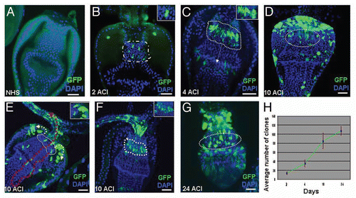 Figure 2 F/M junction cells are multipotent stem cells. (A) MARCM control flies without heat shock (NHS, no heat shock). (B–G) MARCM clones (green) induced in adult cardia. MARCM clone imaged two days after clone induction (ACI) (B), four days (C), ten days (D–F; E, outer view; F, inner view), and 24 days (G) after clonal induction. Clones are highlighted in insets. White arrow in C points to the migration direction of GFP-marked cells from the F/M junction to foregut. Red dotted arrow in (E) points to the migration direction of GFP-marked cells from the F/M junction to foregut and crop. Yellow dotted arrow in (E) points to the migration direction of GFP-marked cells from the F/M junction to midgut. (H) The average number of GFP clones per cardia at the indicated times ACI. Anterior is at the top in all panels. Scale bars: 10 µm (A–G).