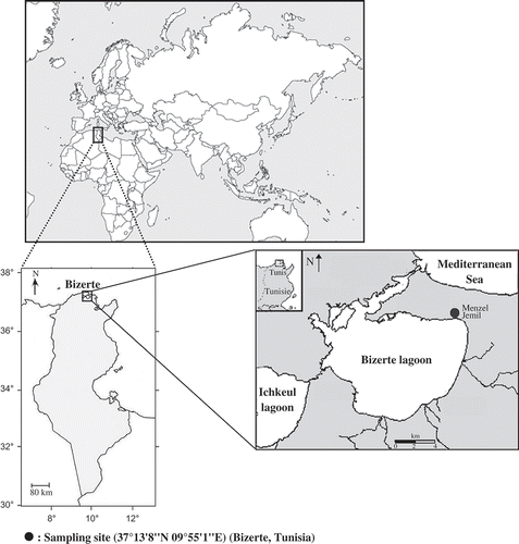 Figure 1. Sampling locality: 37°13′8′′ N, 09°55′1′′E (Bizerte, Tunisia).